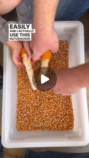 DIY Home Garden on Instagram: "How to grow a year’s worth of popcorn on your backyard…  Via @mindfulfarmerarkansas   This year I ventured into cultivating something a bit different - popcorn. With seeds sourced from Johnny’s, I planted them in two 18-foot beds, two rows in each, maintaining a foot’s spacing. The variety was Robust 997. Next season, I aim for a denser planting, anticipating a larger harvest.  The yield was modest yet fulfilling, enough to produce over 80 bags of popcorn. Planted in July, after the spring crops, and harvested them around mid-October. I let the ears dry for about three weeks before separating the kernels from the cobs.  For cooking, a simple stovetop popper does the trick. I use a blend of 1/2 cup popcorn to 1/4 cup of coconut, avocado oil, or ghee. For those How To Dry Corn For Popcorn, Homemade Popcorn Recipes, Deer Corn, Popcorn Seeds, Corn Harvest, Growing Corn, Spring Crops, Homemade Popcorn, Dried Corn