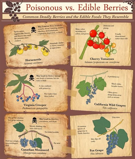 Infographic: Poisonous vs. Edible Berries | RECOIL OFFGRID Identifying Edible Plants, Poisonous Plant Identification, Edible Berries Wild, Poison Plants For Humans, Poisonous Plants For Humans, Berry Identification, Edible Plants Survival, Poison Berries, Survival Journal