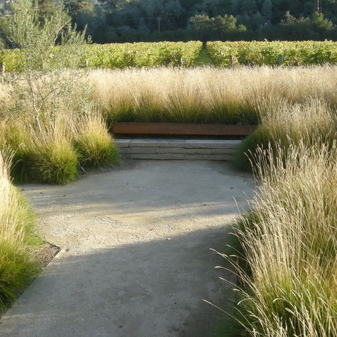 Decomposed Granite - Photos & Ideas | Houzz Ornamental Grasses In Pots, Grasses In Pots, Decomposed Granite Landscaping, Green Space Design, Dune Landscape, Garden Grasses, Hospital Project, Contemporary Landscape Design, Decomposed Granite