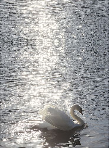 Swan / Swans - white-on-white  -  IMG_7933-v-900 Beautiful Swan, White Swan, Swan Lake, Nature Aesthetic, Swans, White Aesthetic, Grimm, Aesthetic Photo, Beautiful Creatures