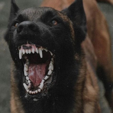 Dog Growling, Belgian Malinois Dog, Angry Dog, Malinois Dog, Scary Dogs, Huge Dogs, Pretty Dogs, Dog Biting, Bad Dog