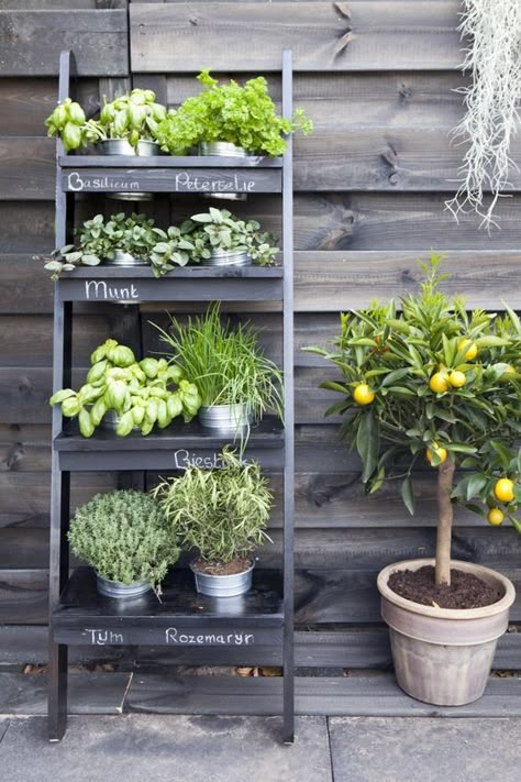 Verticle Herb Garden, Vertical Herb Gardens, Balcony Herb Gardens, Country Yard, Moderne Have, Small Herb Gardens, Vertical Garden Design, Herb Garden Design, Vertical Garden Diy