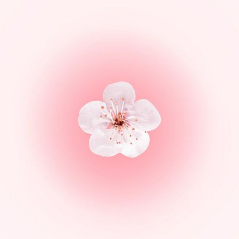 Watch Faces Aesthetic Wallpaper, Pastel Pink Phone Theme, Widget Smith Ideas Pink, Ipad Wallpaper Aesthetic Flowers, Cute Flower Widgets, Wallpaper Backgrounds Apple Watch, Cute Apple Watch Wallpaper Pink, Coquette Apple Watch Wallpaper, Pink Pictures For Widgets