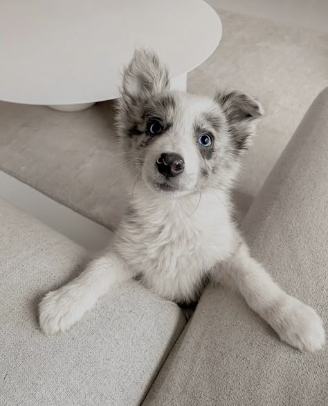 Australian Shepherd Border Collie Cross, Aussie Border Collie Mix Dogs, Boarder Collie Aesthetic, Border Collie Aussie Mix Puppies, Blue Merle Border Collie Puppy, Border Collie Blue Eyes, Aesthetic Border Collie, Dogs With Blue Eyes, Merle Border Collie Puppy