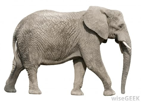 Why Is the Elephant a Symbol of the Republican Party? Elephant Anatomy, Lion King Musical, Wild Animals Photos, Elephants Photos, Elephant Pictures, Elephant Sculpture, Elephant Logo, Animal Anatomy, Animal Reference