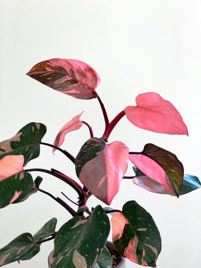 Every Plant Collector Covets the Pink Princess Philodendron Pink Princess Philodendron, Princess Philodendron, Philodendron Pink Princess, Pink Plants, Philodendron Plant, Plant Wishlist, Pink Plant, Variegated Plants, Plant Photography