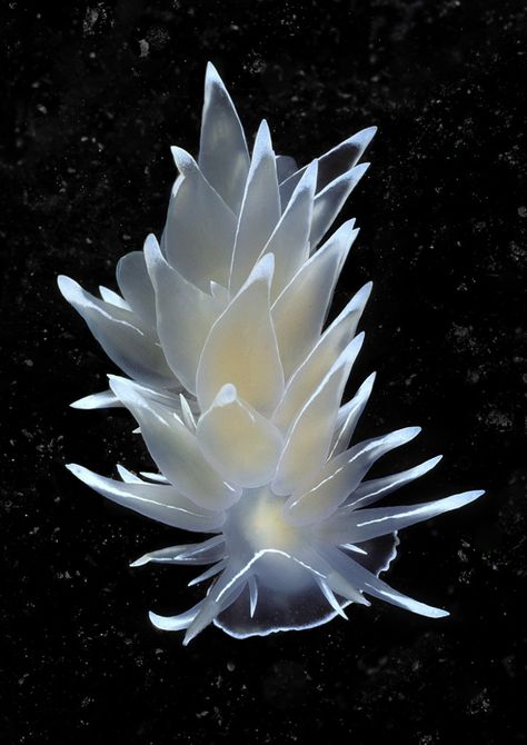 Alabaster Nudibranch Deep Sea Creatures, Sea Snail, Beautiful Sea Creatures, Sea Slug, Sea Dragon, Clown Fish, Marine Animals, Ocean Creatures, Underwater Photography