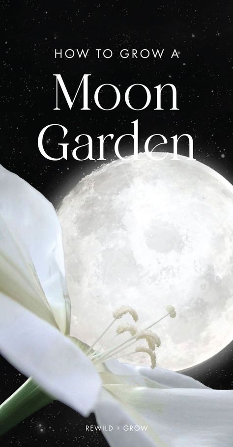 A moon garden is a medley of plants that emit a sweet aroma, attract nocturnal pollinators (like bats and moths), and illuminate under the night sky. Moon gardens are created for their healing and relaxing nighttime sensory experience. Witchy Garden, Night Blooming Flowers, Night Sky Moon, Goth Garden, Container Ideas, Witch Garden, Moon Garden, Sky Moon, Night Garden