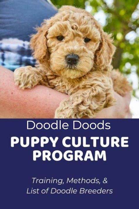 Puppy Culture, Dog Behaviorist, Doodle Puppies, Doodle Puppy, Prenatal Care, Emotional Resilience, Poodle Mix, Physical Development, Puppy Party