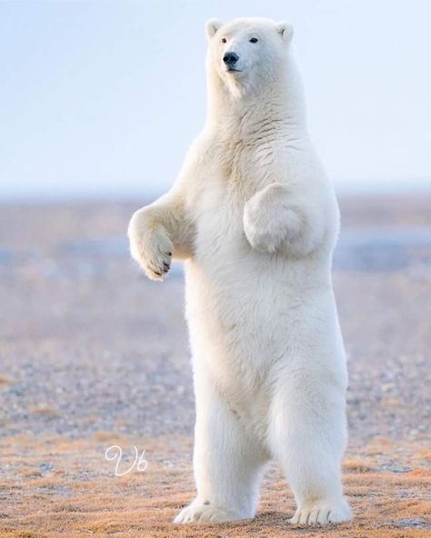 Bear Photography, Polar Bear Art, Wild Animal Wallpaper, White Polar Bear, Ice Bear, Paws And Claws, Bear Pictures, Alaska Travel, Arctic Animals