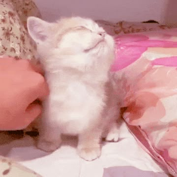 Pink Kawaii, Cute Little Kittens, Cute Gifs, Silly Cats Pictures, Kitten Gif, Pump It Up, Cute Kitties, Cute Cat Gif, Silly Cats