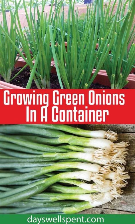 Planting Green Onions, Growing Green Onions, Grow Green Onions, Green Onions Growing, Gemüseanbau In Kübeln, Growing Vegetables In Pots, Bucket Gardening, Growing Greens, Vegetable Garden Diy