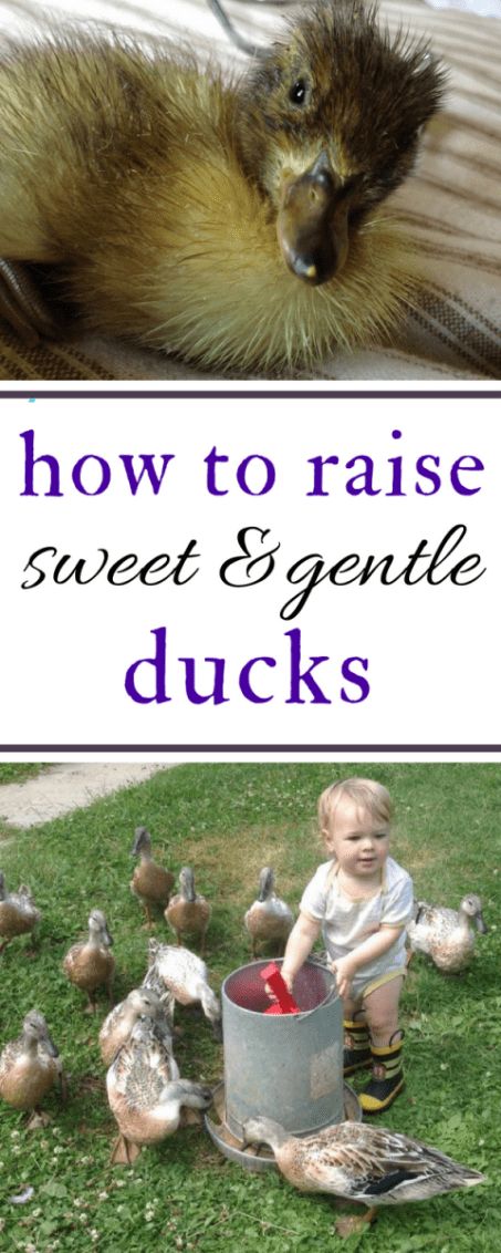 Duck Pens, Ducks And Chickens, Baby Chicks Raising, Backyard Ducks, Duck Coop, Duck Farming, Duck Stuff, Raising Ducks, Portable Chicken Coop