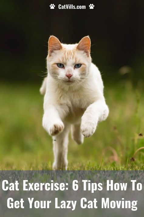 Keep your kitty active and healthy with these fun cat exercise tips! From interactive toys to DIY agility courses, discover ways to keep your feline friend fit and entertained. Exercise Activities, Cat Exercise, Lazy Cat, Exercise Tips, Gain Weight, Interactive Toys, Feline, Kitty