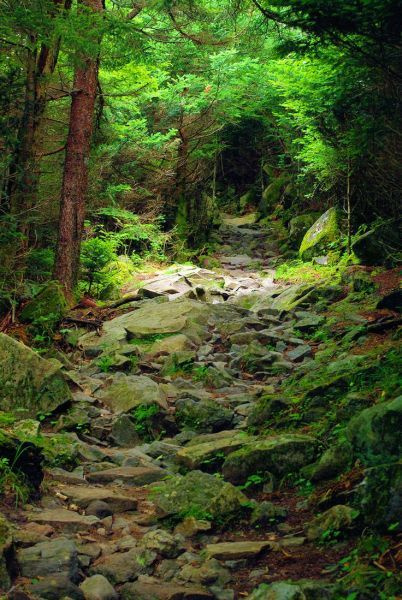 Great Smoky Mountains National Park hiking trail in North Carolina Clingmans Dome, Hiking Photos, Hiking National Parks, Great Smoky Mountains National Park, Smoky Mountain National Park, Smoky Mountain, Hiking Trail, Best Hikes, Into The Woods