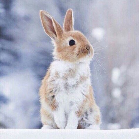 ♔ Les Lapins ♔ Rabbits Rabbit Photography, Winter Wildlife, Rabbit Pictures, Beautiful Rabbit, Rabbit Sculpture, Cute Bunny Pictures, Baby Rabbit, Animal Reference, Cute Small Animals