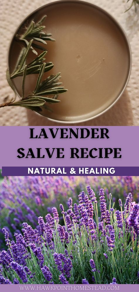 This recipe for homemade soothing lavender salve is so easy and makes a delightful salve that can be used to sooth, heal and moisturize skin. Enjoy making and using your own lavender salve made from natural ingredients and herbs and flowers. It is very easy to make small batches of these salves from simple ingredients. The diy salve would also make a lovely gift! Antifungal Salve Recipe, Lavender Salve Recipe, Mint Salve Recipe, Red Clover Salve, Benefits Of Red Clover, Herbalist Garden, Diy Salve, Lavender Salve, Herbal Salve Recipes