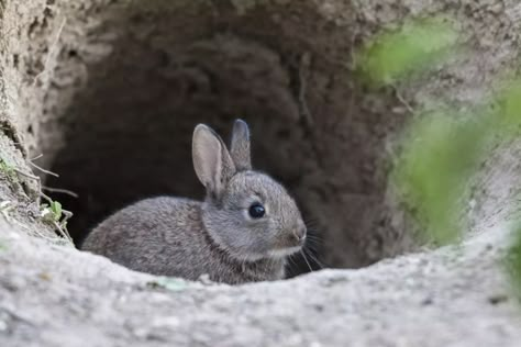 Burrowing Animals, Rabbit Burrow, Rabbit In Nature, Rabbit In Forest, Rabbits Eating, European Polecat, Fairy Armadillo, Ghost Shrimp, Magellanic Penguin