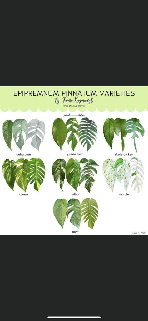 Plant Leaf Identification, Plants Apartment, Plant Apartment, Leaf Identification, Pothos Plants, I Love Plants, Indoor Oasis, Epipremnum Pinnatum, Plant Tips