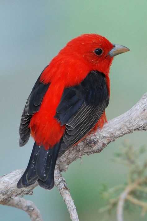 Piranga olivacea, Scarlet Tanager, family Cardinalidae. Their breeding habitat is large stretches of deciduous forest, especially with oaks, across eastern North America. Usually staying high in the canopy. Migrants are also usually found in mature woodlands. Winters in northern South America in the montane forest of the Andean foothills. They eat mainly insects, but opportunistically consume fruit when plentiful. Listen for burry song, like an American Robin with a sore throat. Deciduous Forest, Scarlet Tanager, List Of Birds, American Songs, Bird Images, Birds Beautiful, Bird Migration, I See Red, Migratory Birds