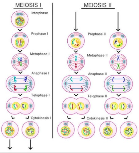 Meiosis | Phases of Meiosis | Importance of Meiosis Biochemistry Notes, Learn Biology, Study Biology, Biology Classroom, Basic Anatomy And Physiology, Biology Facts, Medical Student Study, Nursing School Survival, Cell Division