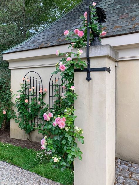 Over the Moon About Roses Abraham Darby on the trellis. Diy Rose Trellis, Roses On House, Climbing Roses On House, Roses Garden Ideas, Rose Trellis Ideas, Climbing Rose Trellis, Thornless Climbing Roses, Roses Trellis, Climbing Roses Trellis