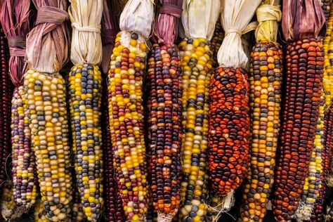 How to Grow and Use Ornamental Corn for Dazzling Decorations Choctaw Tribe, Bing Wallpaper, Flint Corn, Morning Chores, Native American Facts, Facts About America, Osage Nation, Plant Greenhouse, Actual Source