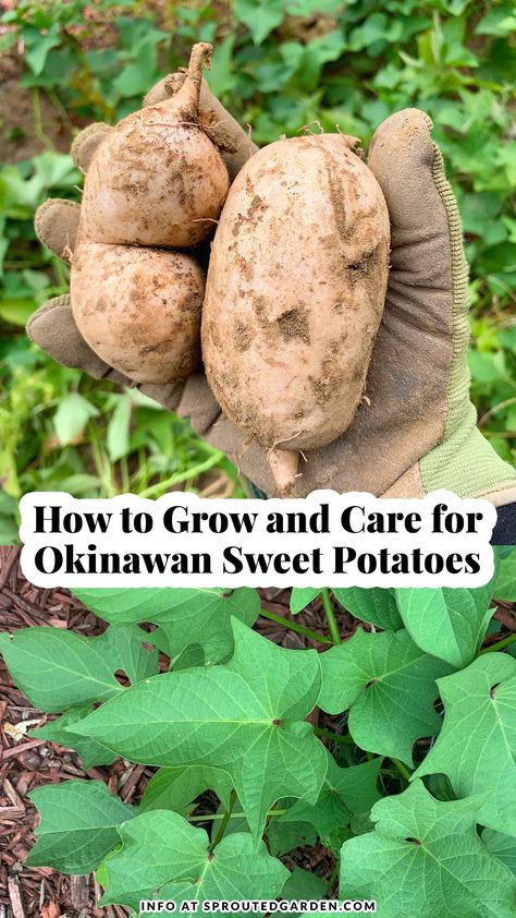 Two freshly harvested Okinawan Sweet Potatoes How To Grow Purple Sweet Potatoes, Growing Purple Sweet Potatoes, Purple Sweet Potatoes Recipes, Okinawan Sweet Potato Recipes, Potato Garden, Potatoes Growing, Okinawan Sweet Potato, Japanese Potato, Outdoor Garden Bar