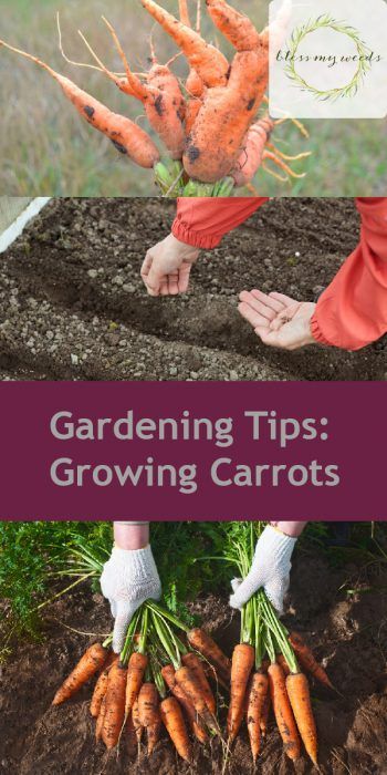 Carrots Plant, Carrots Growing, How To Plant Carrots, Carrot Gardening, Growing Carrots, Winter Vegetables Gardening, Gardening Guide, Daucus Carota, Organic Vegetable Garden