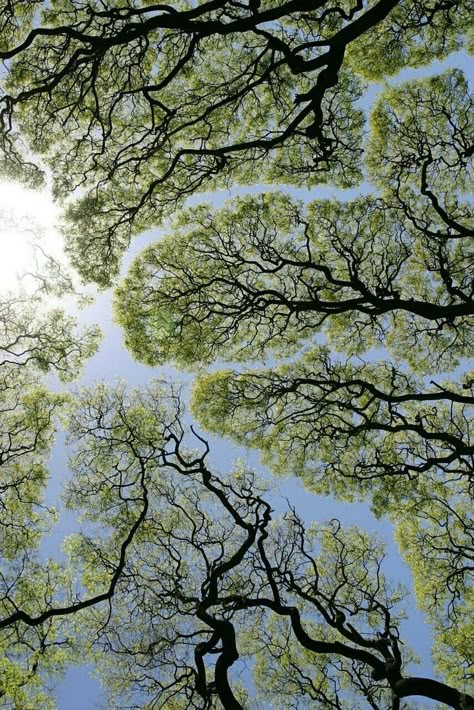 Crown Shyness, Hiking Photography, Bodhi Tree, Earth Signs, Green Landscape, Patterns In Nature, Green Aesthetic, Looking Up, Natural World