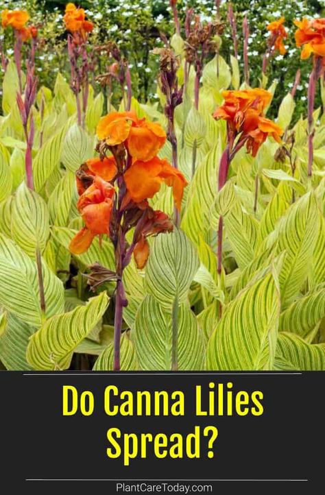 Canna lilies are showy, tender perennials that multiply quickly during the growing season. Learn how your canna lilies spread and the steps to divide them. Canna Lily Flower Bed Ideas, Canna Lily Garden Ideas, Canna Lilies Landscaping, Cannas In Landscaping, Canna Lilly Garden Ideas, When To Plant Canna Bulbs, Cana Lilly Landscape, Canna Lily Companion Plants, Canna Lilies In Containers