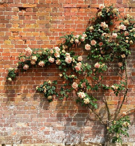 All Posts • Instagram Climbing Roses On House, Roses On Trellis, Walled Garden, Rose Wall, Climbing Wall, Rose Bush, Climbing Roses, Brick House, English Garden