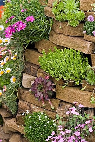 CREVICE_PLANTING_WITH_SEDUM_AND_SEMPERVIVUM Rock Wall Landscape, Truck Garden, نباتات منزلية, Flower Tower, Alpine Plants, Rock Gardens, Garden Types, Walled Garden, Gardening Diy