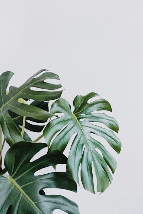 Here's Which Houseplant Should You Get Based On Your Zodiac Sign - Society19 Tropical Leaves Pattern, Bedroom Plants, Plant Wallpaper, Plant Aesthetic, Monstera Plant, Natural Home Decor, Wallpaper Bedroom, Decor Minimalist, Super Ideas