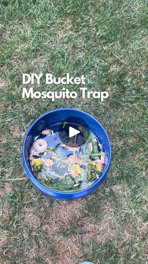 50K views · 12K reactions | The DIY bucket mosquito trap operates on the principals that it will give off CO2 to attract adult mosquitos to lay their eggs in the bucket, and the mosquito dunk will kill the hatched mosquito larvae which can only survive in an aquatic environment.

Let’s get into it:

The mosquito dunks use a natural soil borne bacterium, Bti (Bacillus thuringiensis subspecies israeliensis) which is ingested by the larvae in the water and soon after kills them with no effect on anything else. 

The garden and grass clippings will start decomposing in the water which will release CO2. The information I read recommended adding the garden clippings to the bucket of water and letting it sit in the sun for a few days, which I did with my first bucket. Second bucket I just decided Mosquito Bucket Of Doom, Regenerative Gardening, Mosquito Trap Diy, Bacillus Thuringiensis, Mosquito Dunks, Mosquito Traps, Bucket Of Water, Diy Bucket, Aquatic Environment