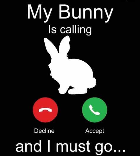 Rabbit Quotes Funny, Rabbit Quotes, Crazy Bunny Lady, Rabbit Habitat, Bunny Quotes, Unique Rabbit, Bunny Lady, Rabbit Life, Pet Bunny Rabbits