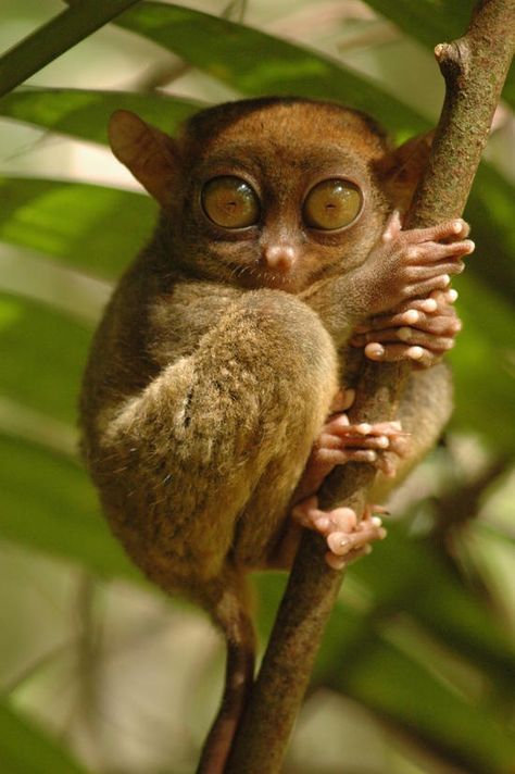 Tarsier Marsupial Philippine Tarsier, Animal Activities, Unusual Animals, Rare Animals, Silly Animals, Fluffy Animals, Cute Wild Animals, Weird Animals, Primates