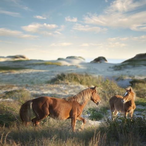 See Wild Horses Roam Free on the North Carolina Coast | VisitNC.com Obx Nc, Beaufort Nc, Coastal North Carolina, North Carolina Coast, Carolina Coast, North Carolina Beaches, North Carolina Travel, Outer Banks North Carolina, Outer Banks Nc