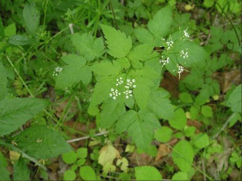 Sweet Cicely (Osmorhiza clayton) Sweet Cicely, River Trail, Woodland Garden, Wild Flowers, Photo Galleries, Herbs