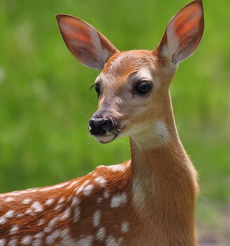 Deer Photography, Animal Photography Wildlife, Deer Photos, Deer Pictures, Baby Deer, Side Profile, Animal Faces, Animal Photo, Forest Animals