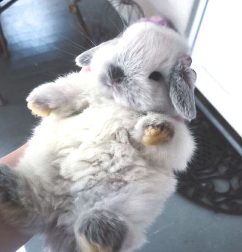 Cute Bunny Pictures, Söt Katt, Pet Bunny, Skateboarder, Fluffy Animals, Cute Animal Photos, Baby Bunnies, Cute Creatures