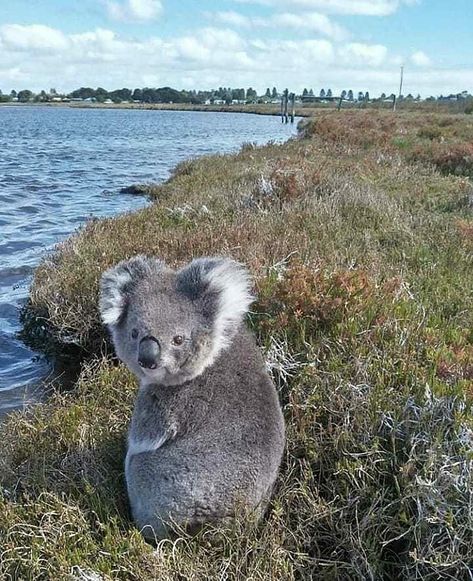 Cute Koala Bear, The Wombats, Koala Bears, Australia Animals, Baby Koala, Cute Koala, Australian Animals, Fascinating Facts, Cute Creatures