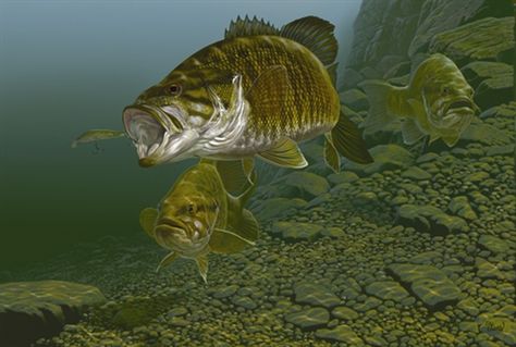 Smallmouth Bass Fishing Pictures, Fishing Artwork, Number Artwork, Striped Bass Fishing, Large Mouth Bass, Bass Fishing Shirts, Fly Fishing Art, Fish Artwork, Bass Fishing Tips