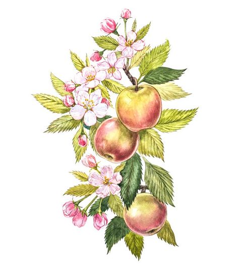 Colorful watercolor of the apple tree br... | Premium Photo #Freepik #photo #flower #watercolor #floral #tree Apple Tree Drawing, Apple Blossom Tattoos, Apple Branch, Apple Tree Flowers, Painting Apple, Apple Blossom Flower, Paper Apple, Apple Flowers, Leaves Watercolor