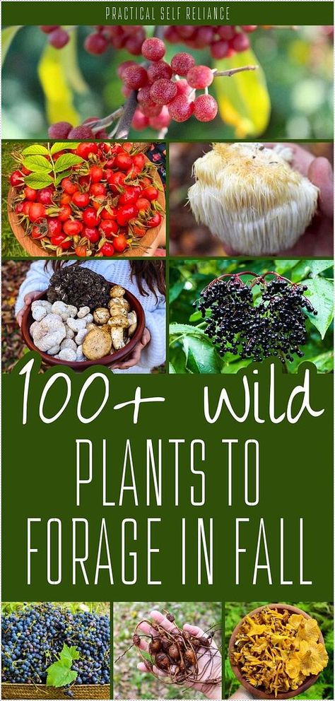 Unlock 100+ wild plants to forage in fall and enjoy nature’s seasonal bounty. This guide covers wild fruits, nuts, tubers, mushrooms, and more, helping you explore the wild foods available in fall. Perfect for foragers at any level! Find more fall mushroom foraging, nut foraging, edible seeds, wild tubers, and Edible Wild Mushrooms & Wild Mushroom Recipes at practicalselfreliance.com. Wild Mushrooms Identification, Plant Knowledge, Edible Wild Mushrooms, Wild Mushroom Recipes, Mushroom Foraging, Raised Gardens, Food Foraging, Wild Foraging, Wild Food Foraging