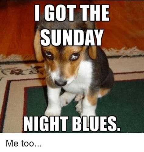 Funny Sunday Memes, Puppy Meme, Sunday Meme, Meme Names, Sunday Humor, Funny Sun, Pocket Beagle, James D'arcy, Love Parents