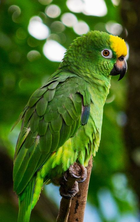 Green Parrot Bird, Amazon Birds, Amazon Parrots, Beautiful Parrots, Green Parrot, Monkey And Banana, Amazon Parrot, Animal Totem, Exotic Bird