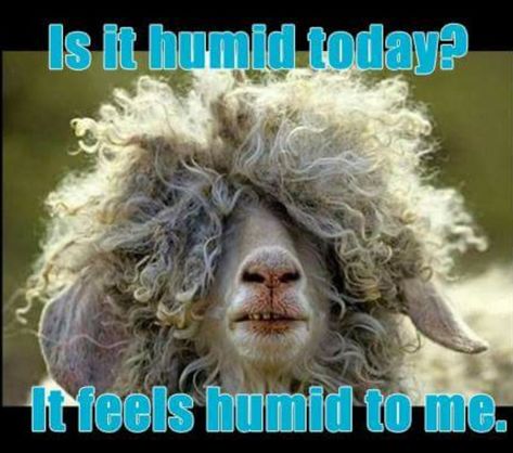 Humid hair funny Curly Hair Jokes, Pentecostal Humor, Hair Jokes, Laugh Of The Day, Church Humor, Funny Sheep, Curly Hair Problems, Hair Quotes, Joke Of The Day