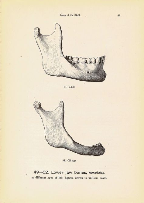 Bone Anatomy Drawing, Anatomy Drawing Bones, Jaw Bone Drawing, Bone Anatomy, Bones Sketch, Bone Art Drawing, Vintage Anatomy, Jaw Anatomy, Medical Sketches