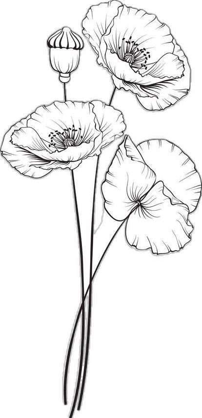 Art Tutorials Drawing Sketches, Poppy Flower Drawing, Poppy Drawing, Flower Line Drawings, Tutorials Drawing, Cool Pencil Drawings, Flower Sketches, Floral Drawing, Drawing Set